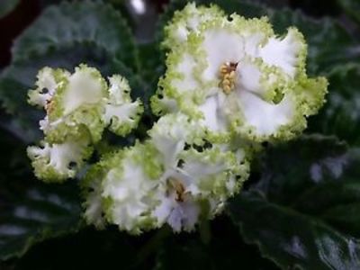 Grinia - AA Violete in colecție poze net