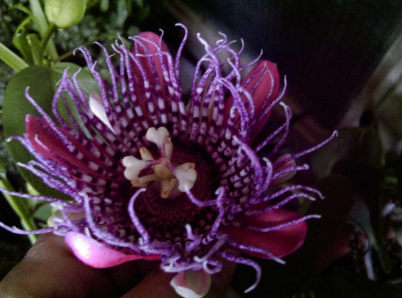  - Passiflora 2018