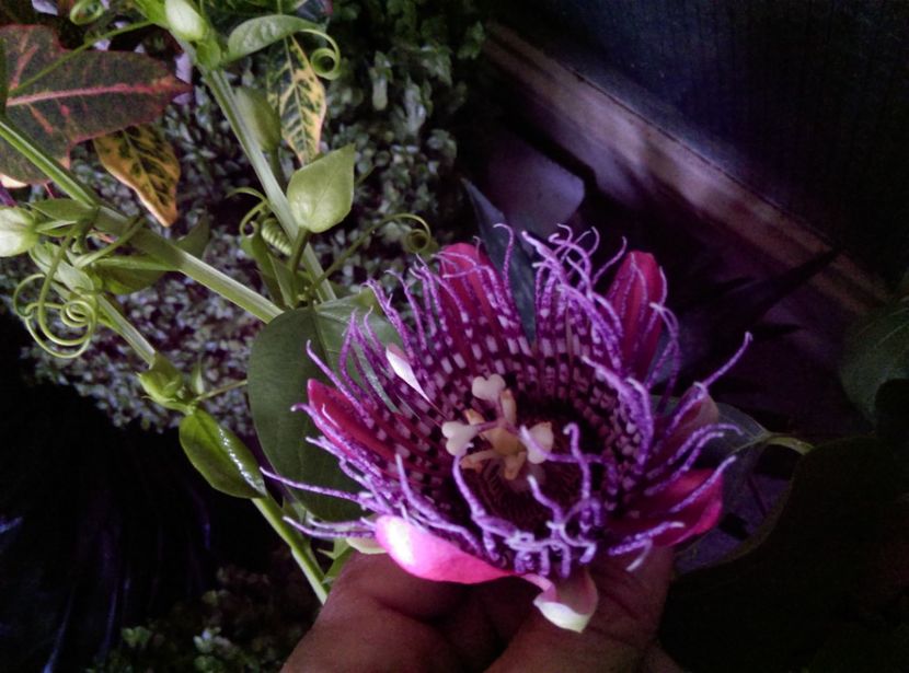  - Passiflora 2018