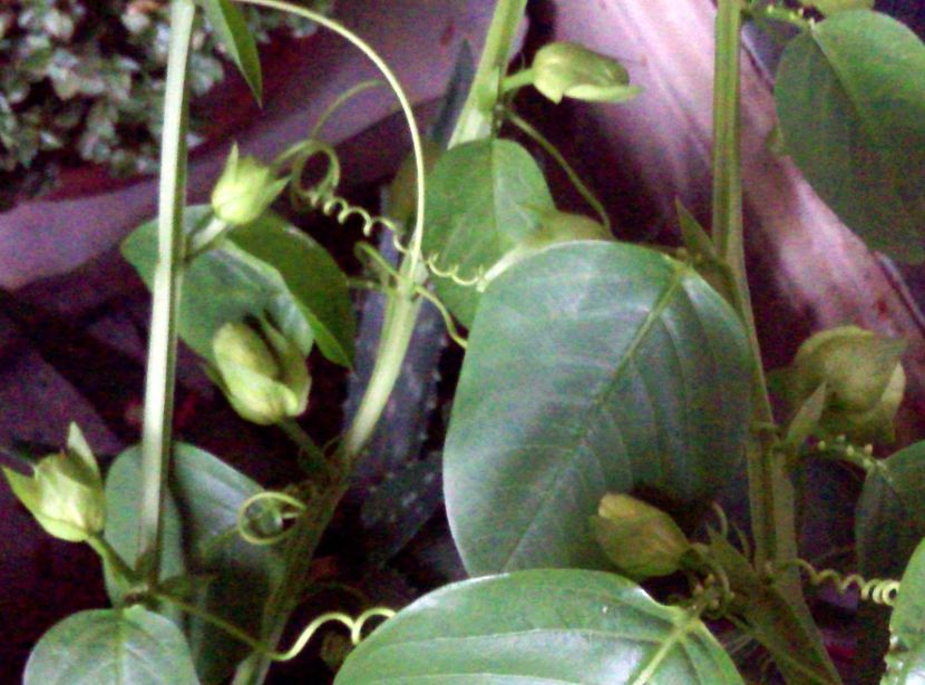  - Passiflora 2018
