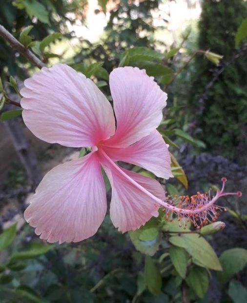 Danty Pink - Hibiscus 3