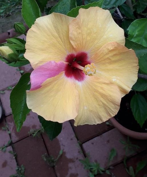 Adonicus Yellow - Hibiscus 3
