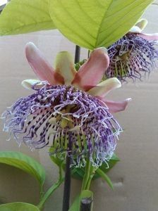 Alata - Passiflora