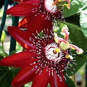 Coral Sea - Passiflora