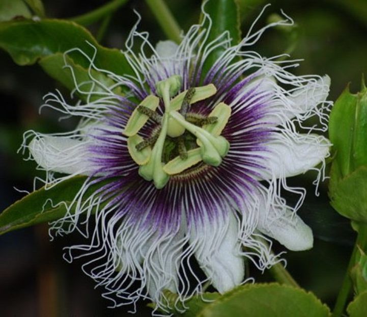 Edulis - Passiflora