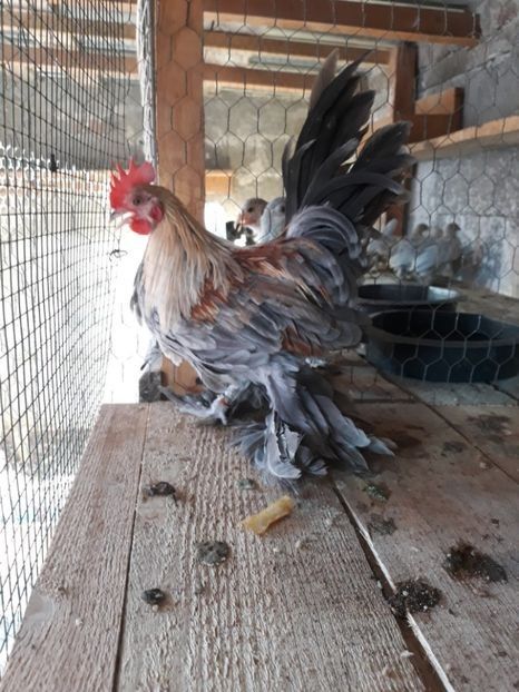  - Mii de flori silver