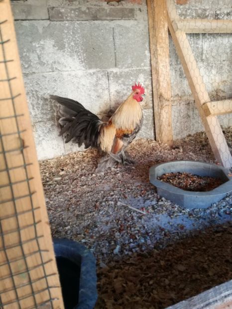  - Mii de flori silver