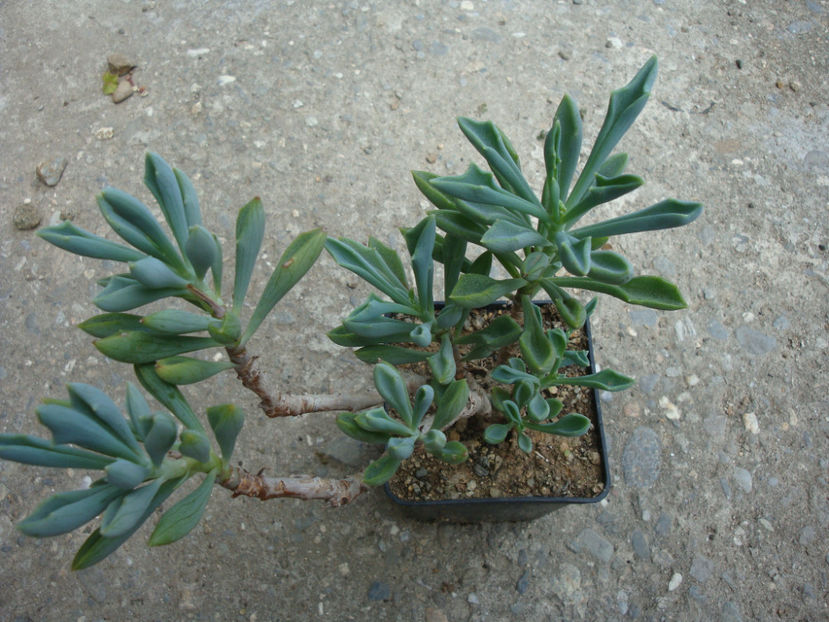 Senecio kleiniiformis Suess. 1937. - Genul Senecio