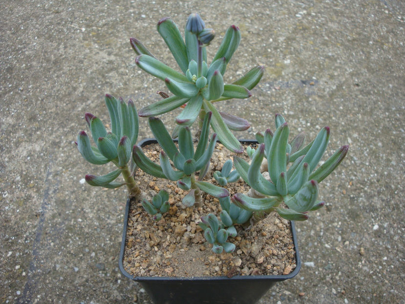 Senecio mandraliscae (Tineo) H.Jacobsen. 1951. - Genul Senecio