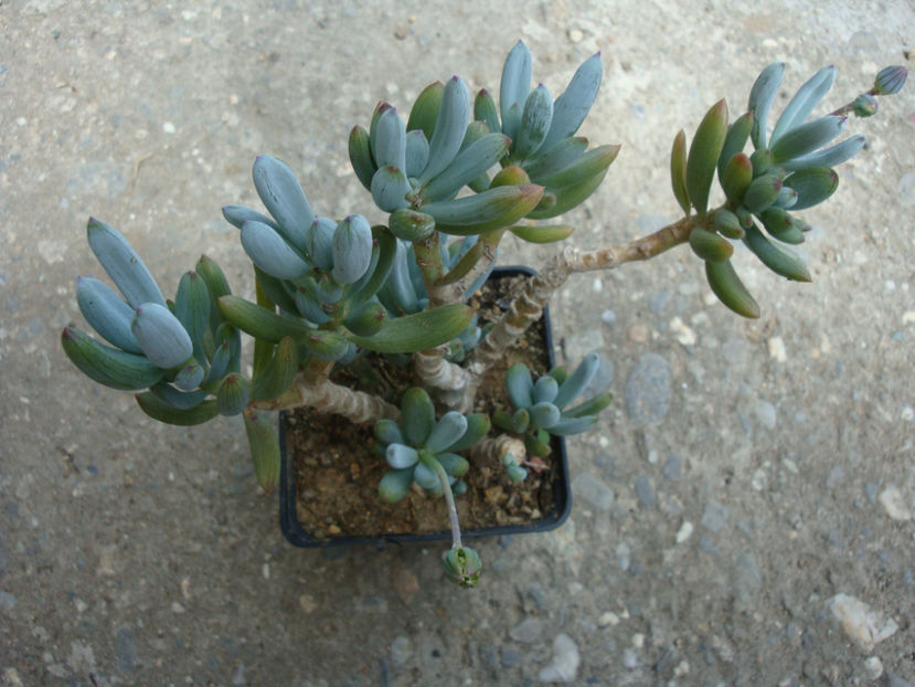 Senecio mandraliscae (Tineo) H.Jacobsen. 1951. - Genul Senecio