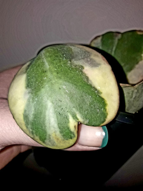  - Hoya kerrii variegata aureomarginata