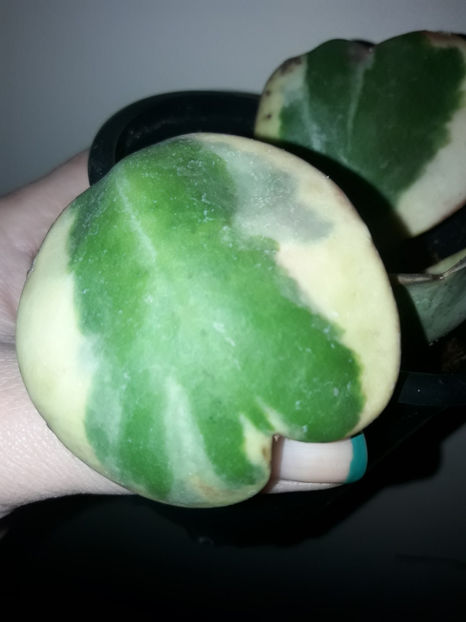  - Hoya kerrii variegata aureomarginata