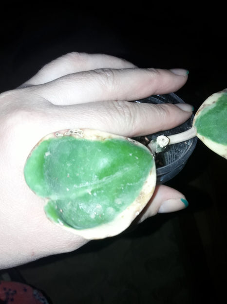  - Hoya kerrii variegata aureomarginata