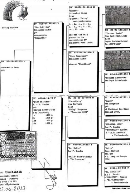 pedigree tata - RO 2018 4057017