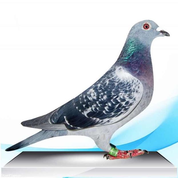 RO 2018 4057017 - RO 2018 4057017