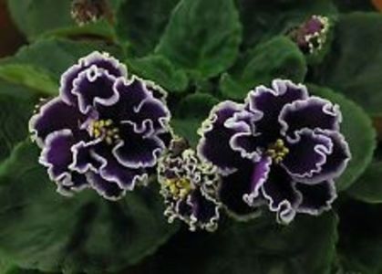 LE Fandango - AA Violete in colecție poze net