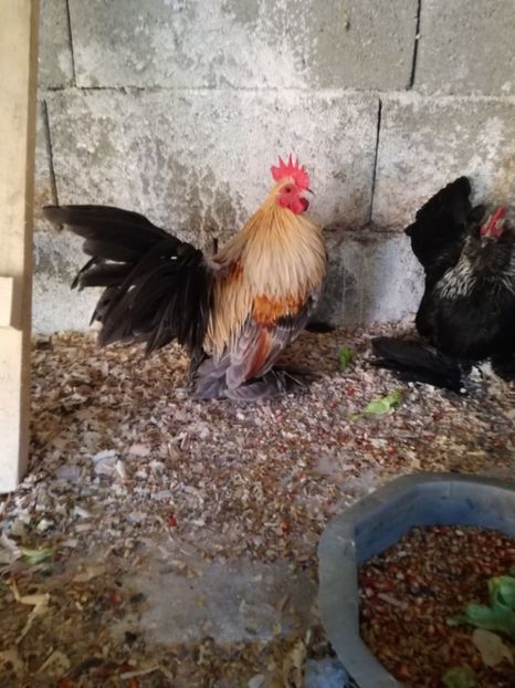  - Mii de flori silver