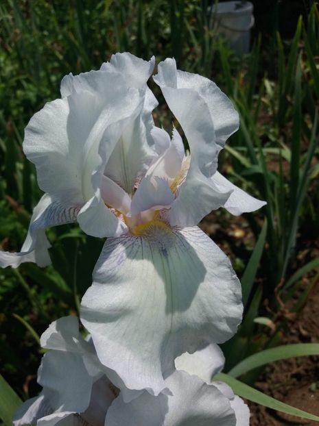 received_449568748862197 - Grădinile cu iriși în 2018