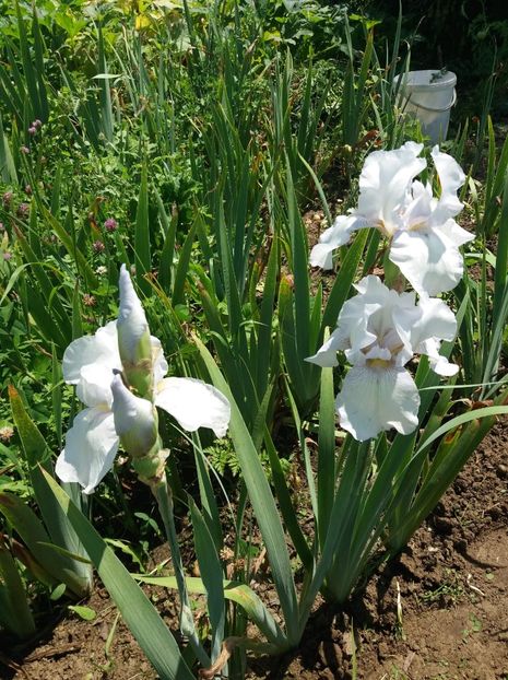 received_1749468645179862 - Grădinile cu iriși în 2018