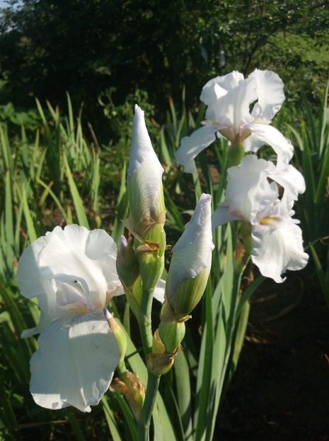 received_691763227823884 - Grădinile cu iriși în 2018