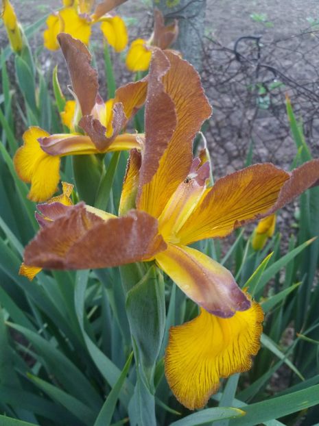 received_2093719697542388 - Grădinile cu iriși în 2018