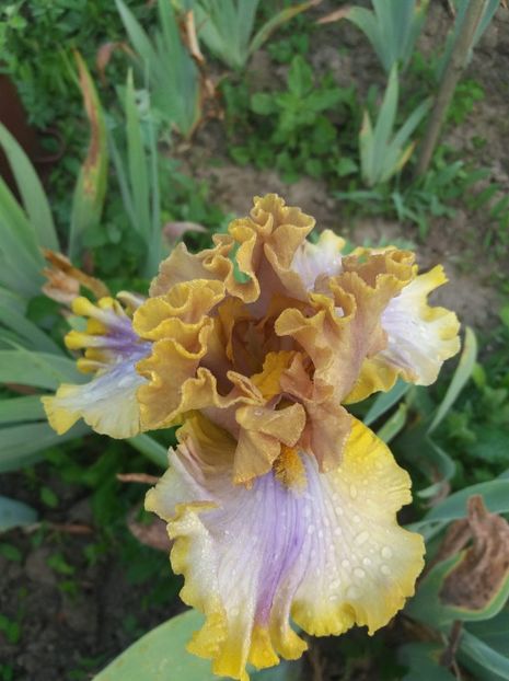 received_2093720010875690 - Grădinile cu iriși în 2018