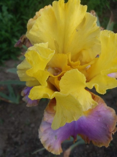 received_2093720107542347 - Grădinile cu iriși în 2018