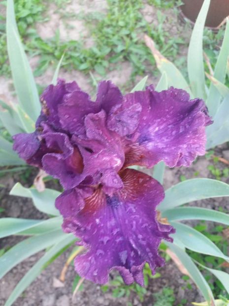 received_2093720030875688 - Grădinile cu iriși în 2018