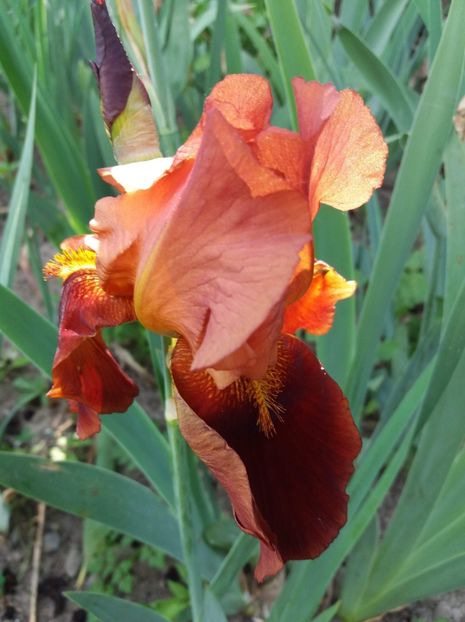 received_2093720067542351 - Grădinile cu iriși în 2018