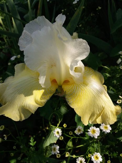 received_2093719807542377 - Grădinile cu iriși în 2018