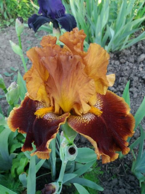 received_2037470589833966 - Grădinile cu iriși în 2018