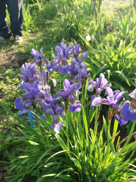 received_2037470843167274 - Grădinile cu iriși în 2018