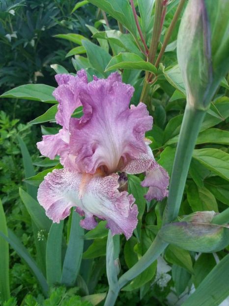 received_2037470726500619 - Grădinile cu iriși în 2018