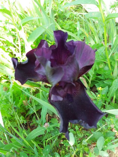 received_2037474449833580 - Grădinile cu iriși în 2018