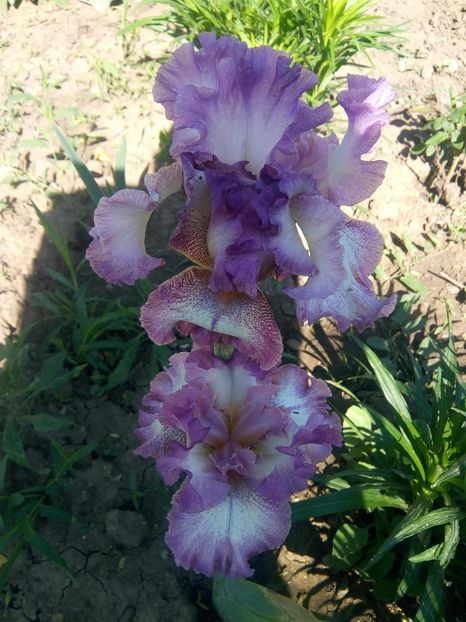 received_625475531135582 - Grădinile cu iriși în 2018