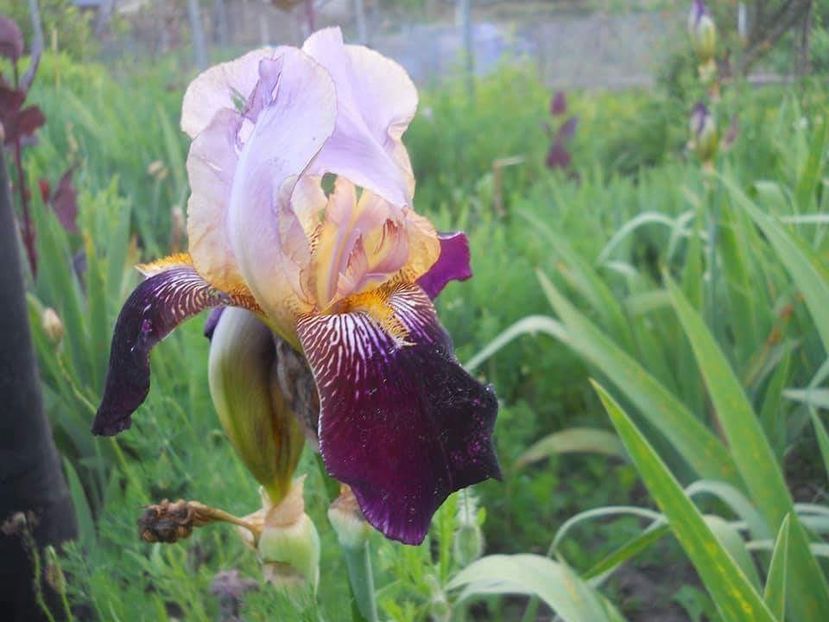 received_1889941947965143 - Grădinile cu iriși în 2018