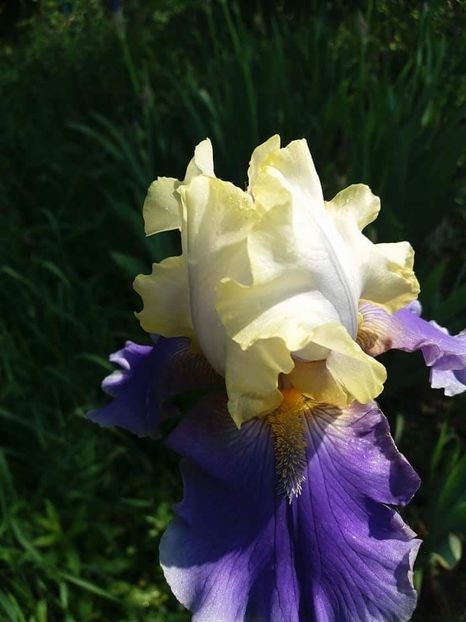 received_1889941914631813 - Grădinile cu iriși în 2018