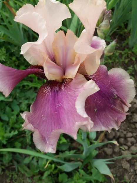 received_1889941844631820 - Grădinile cu iriși în 2018