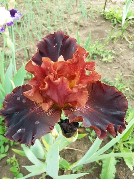 received_1889941827965155 - Grădinile cu iriși în 2018