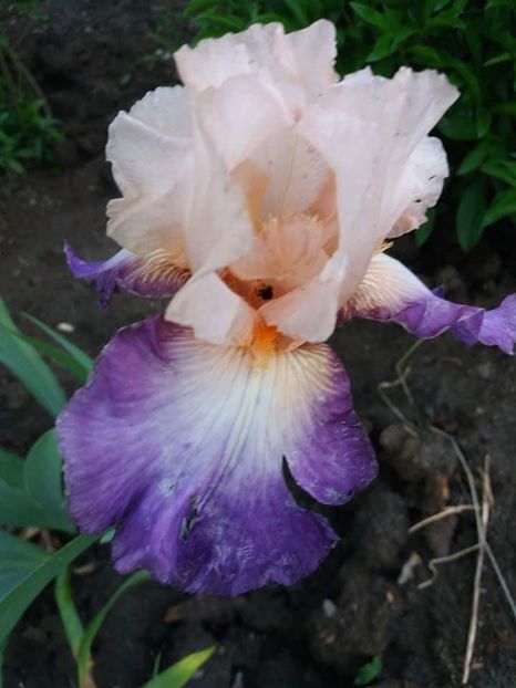 received_1889941807965157 - Grădinile cu iriși în 2018