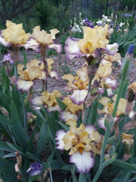received_1889941797965158 - Grădinile cu iriși în 2018