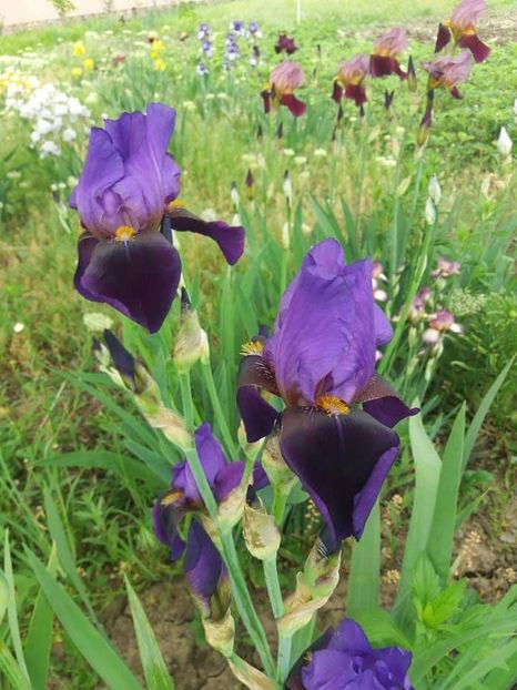 received_1889941777965160 - Grădinile cu iriși în 2018
