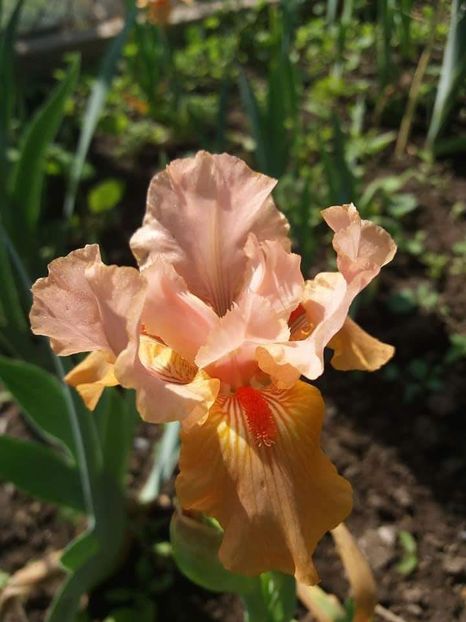 received_1889941731298498 - Grădinile cu iriși în 2018