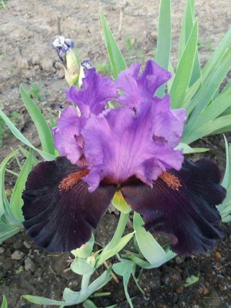 received_1889941674631837 - Grădinile cu iriși în 2018