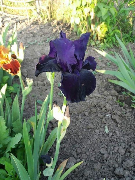 received_1889941684631836 - Grădinile cu iriși în 2018