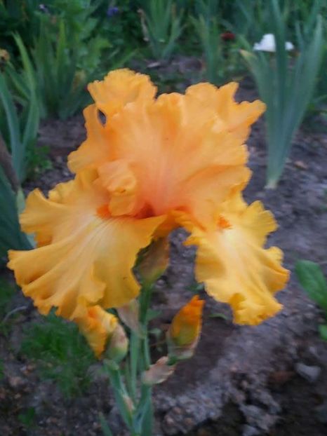 received_1889941654631839 - Grădinile cu iriși în 2018