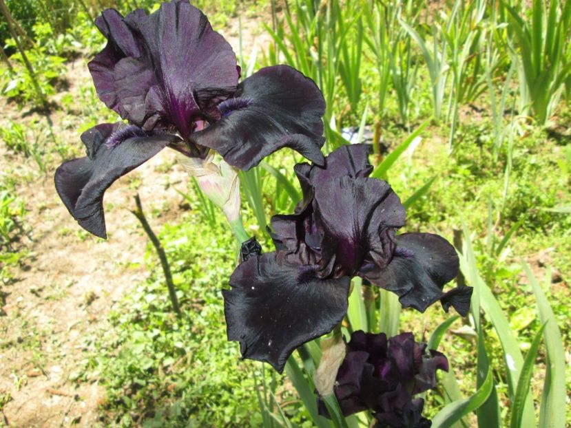 received_1889941747965163 - Grădinile cu iriși în 2018