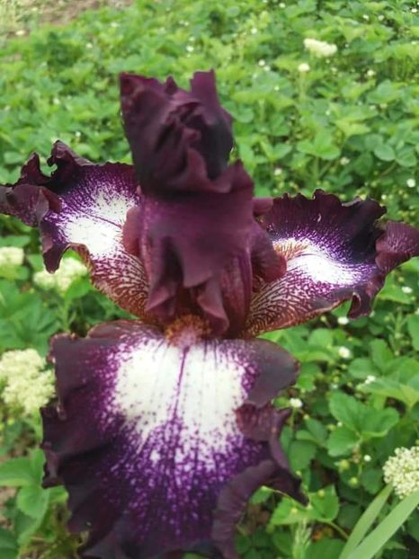 received_621288681554267 - Grădinile cu iriși în 2018