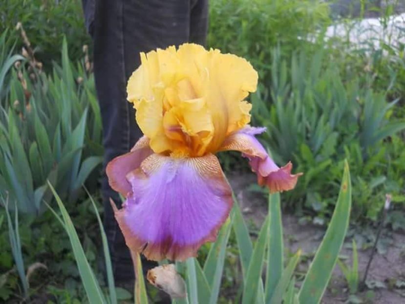 received_621288721554263 - Grădinile cu iriși în 2018