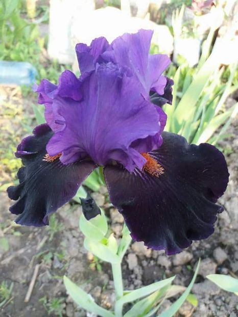 received_621288731554262 - Grădinile cu iriși în 2018